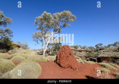 Parque Nacional Karijini, Pilbara, Australia Occidental, WA, Australia Foto de stock