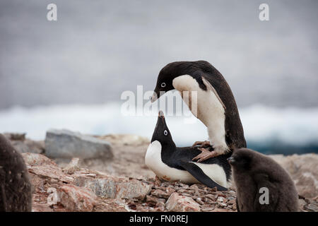 La Antártida, en la península Antártica, Isla Petermann, pingüinos Adelia, par de acoplamiento Foto de stock