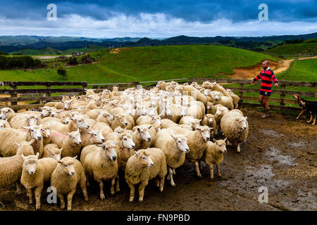 Ovejas en un corral de ovejas esperando a ser cortado, granja ovejera, pukekohe, Nueva Zelanda