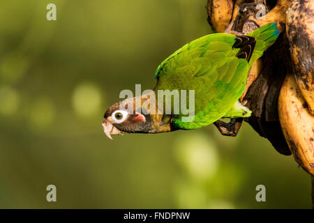 Brown-hooded Parrot (Pyrilia haematotis) - La Laguna del Lagarto Lodge - Boca Tapada de San Carlos, Costa Rica