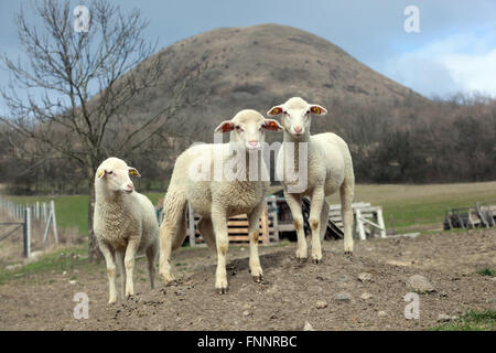Tres corderos de ovejas Tres corderos en ovejas Grupo de animales de granja Ganadería doméstica Granja de ovejas blancas República Checa Ceske Stredohori Montañas Foto de stock