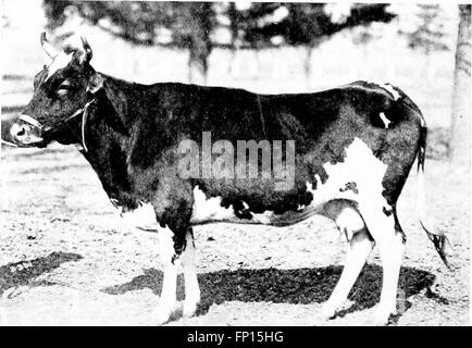 Tipos y clases de mercado de ganado vivo (1919)