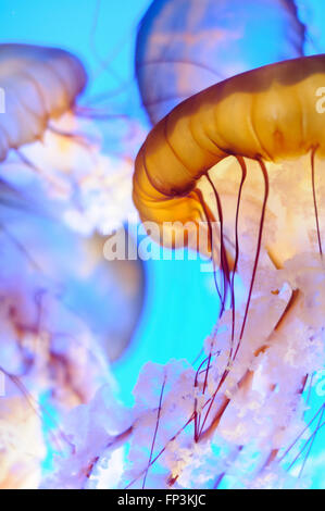 Ortiga de mar jaleas (Chrysaora fuscescens) en el Acuario de Monterey, California, EE.UU. Foto de stock