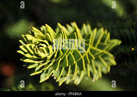 Araucaria araucana: un primer plano de una rama del árbol de Araucarias en la luz del sol.