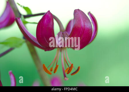 Martagon lily (Turk's cap lily, Lilium martagon) close-up Foto de stock