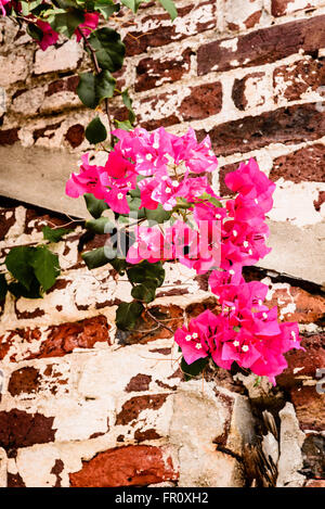 Una Flor Rosa De La Planta De Bougainvillea Y Edificio Historico Junto A Miradouro De Santa Luzia En Lisboa Portugal Fotografia De Stock Alamy
