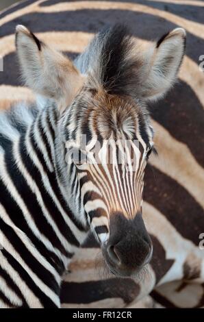 Burchell zebra o planicies cebra (Equus quagga), foal, retrato, el Parque Nacional Kruger, Sudáfrica, África Foto de stock