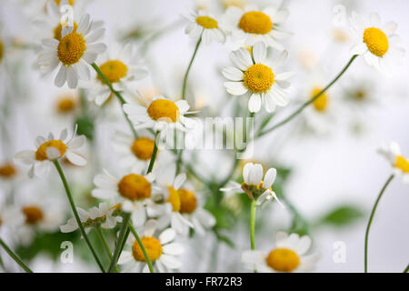 Tanacetum parthenium - La matricaria, solo vegmo daisy-verano, como flores, hierbas medicinales Jane Ann Butler Fotografía JABP1425 Foto de stock