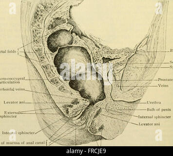 Anatomía Humana, entre ellas la estructura y el desarrollo y las consideraciones prácticas (1911)