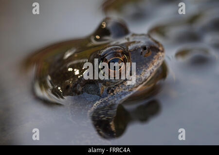 Unión rana común (Rana temporaria) cerca de la cabeza entre frogspawn en el estanque
