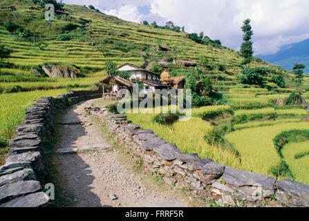 Trekking sendero a través de campos de terrazas a una casa en la región de Annapurna, Nepal Foto de stock