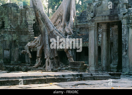 Ta Prohm, el templo de Angkor, (Templos de Angkor) Camboya Foto de stock