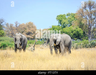 Dos elefantes bush africano (Loxodonta africana) en pastizales de sabana comen hierba, giraffe detrás, Sandibe Camp Moremi Game Reserve, el Kalahari Foto de stock