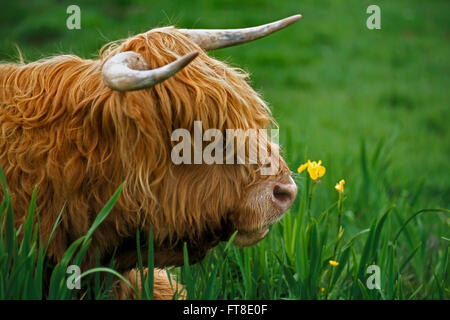 Close Up retrato de Highland bull, Scottish ganado de raza tumbado en la pradera Foto de stock