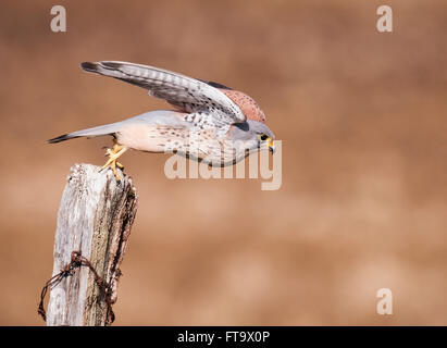 Machos silvestres cernícalo (Falco tinnunculus) despegando de perca en busca de presas Foto de stock