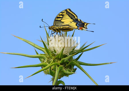 Especie de mariposa Papilio machaon - - en una espina flor