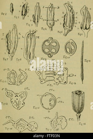Boletín de la Soci neuchloise des Sciences Naturelles (-1898) Foto de stock