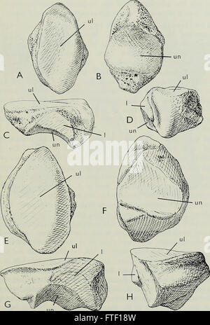 Boletín del Museo Británico (Historia Natural), Geología (1964).