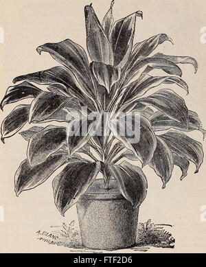 Ilustrado anual y catálogo descriptivo de nuevo, las plantas raras y hermosas (1892)