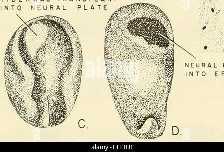 embriología del foramen ciego