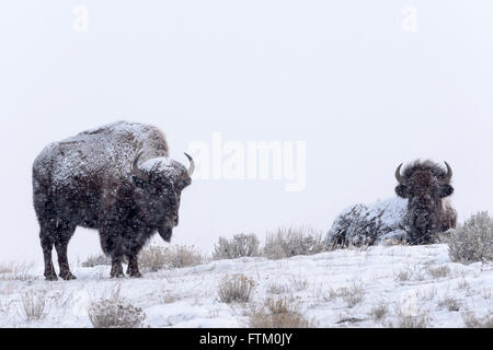American el bisonte (Bison bison), de pie y recostada en la nieve, valle Lamar, el Parque Nacional Yellowstone, Wyoming, Montana, EE.UU. Foto de stock