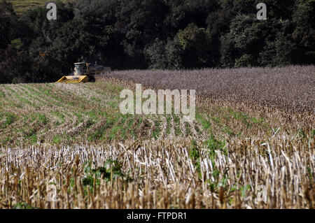 La cosecha de maíz en una zona rural de Sao Joao Batista de Gloria - MG Foto de stock