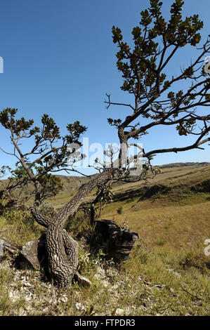Árbol con tronco retorcido en la Serra da Canastra - MG Foto de stock