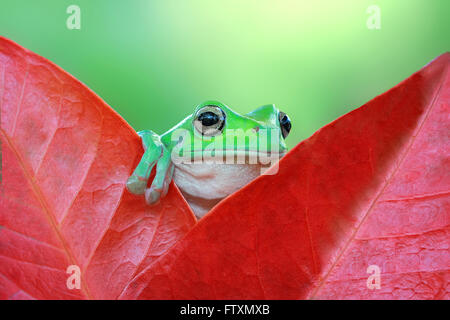 Cochambrosa Tree Frog sentada sobre una hoja, Indonesia Foto de stock