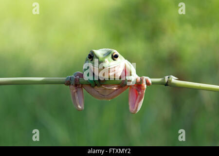 Retrato de una cochambrosa Tree Frog sentado en una rama, Indonesia Foto de stock
