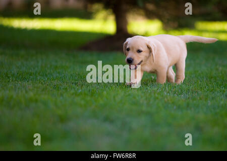 Un joven golden labrador retriever Puppy juega en su nuevo patio con una joven. Foto de stock