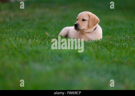 Un joven golden labrador retriever Puppy juega en su nuevo patio con una joven. Foto de stock