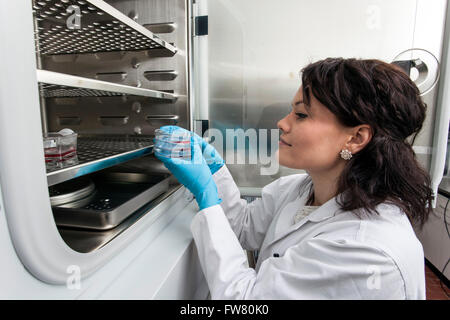 Científico en una incubadora. Foto de stock