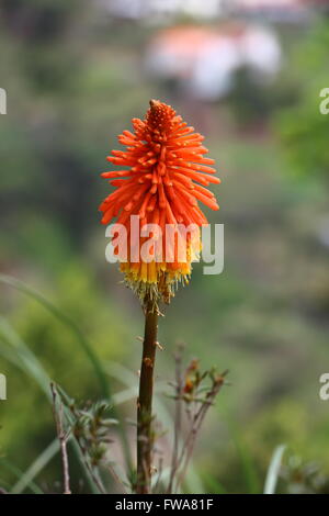El bonito, Evergreen 'antorcha' Lily es nativa de África. Aquí florece generalmente en el invierno, desde Noviembre hasta Abril. Foto de stock