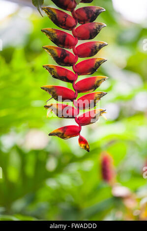 Un rojo entrega Heliconia rostrata flor, también conocida como Garra de langosta colgantes Foto de stock