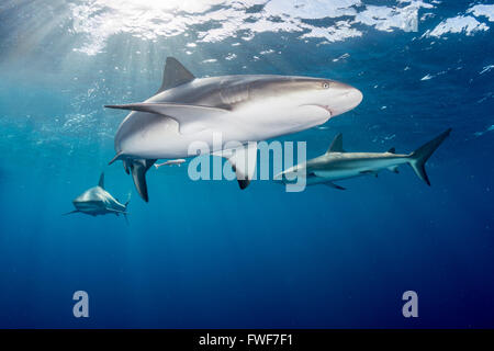 El tiburón de arrecife del Caribe, Carcharhinus perezi, Jardines de la Reina, Cuba, Mar Caribe Foto de stock