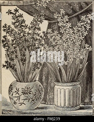 Lista de precios al por mayor de Michell es estrictamente mayor calidad de bulbos, semillas y suministros para los floristas (1900)