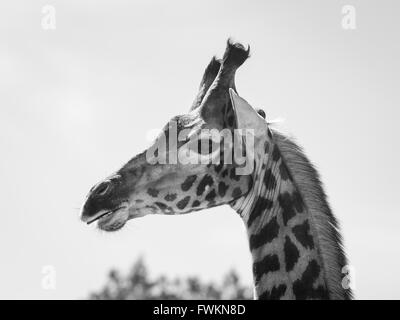 Imagen en blanco y negro de la cabeza de la jirafa (Giraffa camelopardalis) contra el cielo en el Parque Nacional de Arusha, Tanzania, África Foto de stock