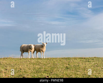 Retrato de dos ovejas de pie al lado de la otra en una fila en la hierba de un pólder Dyke, Países Bajos