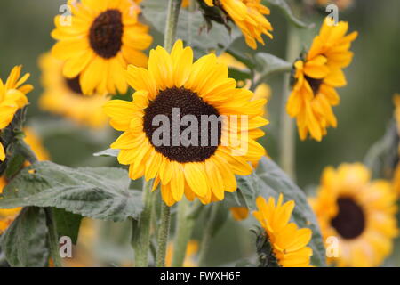 Muchos, bonito, pequeño girasol en un parche. El retraso del crecimiento  debido principalmente a tom un ciclo vegetativo corto Fotografía de stock -  Alamy