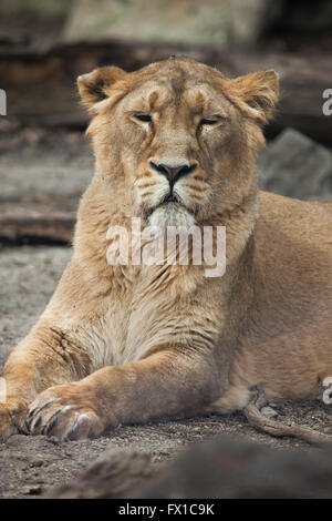 León asiático femenino (Panthera leo persica), también conocido como el león indio en Zoo de Budapest en Budapest, Hungría. Foto de stock