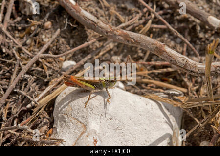 Moteado Grasshopper en una piedra en la luz del sol Foto de stock