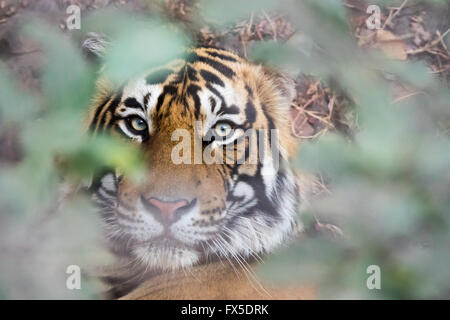 Tigre de Bengala (Panthera tigris tigris) Sub adulto cub Peeping a través de matorrales,Parque nacional de Ranthambore India Foto de stock