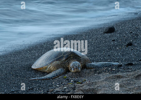 Ee.Uu., Hawai, Isla Grande, en Kona, el parque nacional histórico de Kaloko-Honokohau, tortugas de mar, sobre la playa,