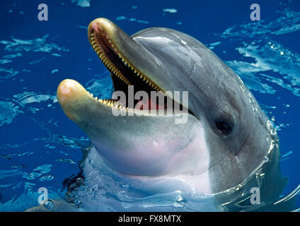 La política común de Delfín Mular (Tursiops truncatus) que se encuentra en la costa este de los EE.UU. Foto de stock