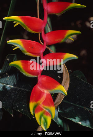 Heliconia rostrata (también conocida como Garra de langosta colgantes o falso Ave del Paraíso) es una planta perenne herbácea nativa de Perú Foto de stock