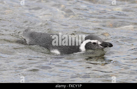 Un pingüino de Magallanes (Spheniscus magellanicus) nadando cerca de la colonia de cría en la Isla Martillo en el Canal Beagle Foto de stock