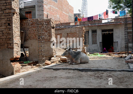 Una vaca se sienta contento en un sitio en construcción en el norte de la ciudad india de Jojawar.