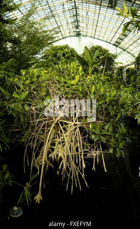 Vegetación tropical en Serres d'Auteuil París Foto de stock