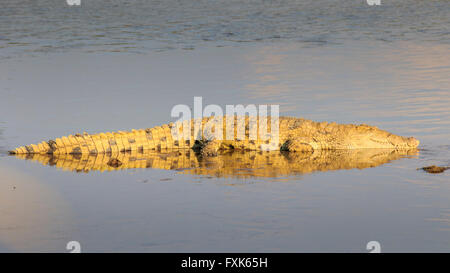El cocodrilo del Nilo (Crocodylus niloticus), apoyada en un arenal, en la luz de la tarde, el Parque Nacional Luangwa del Sur, Zambia