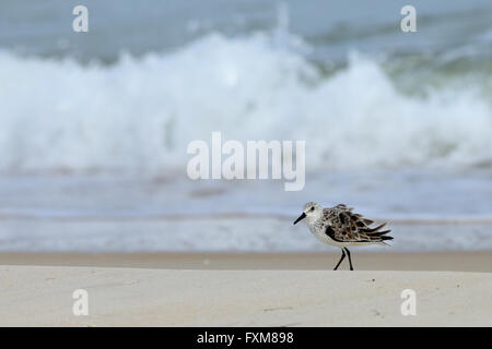 Un sanderling caminando sobre la orilla delante de surf Foto de stock